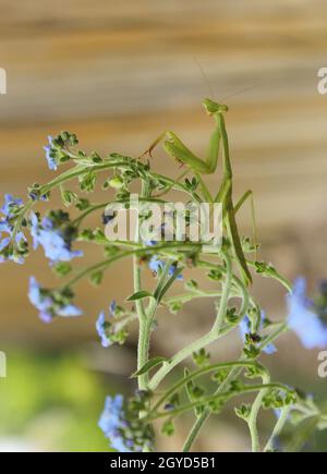 Prier Mantis sur Blue Forget Me pas des fleurs Banque D'Images