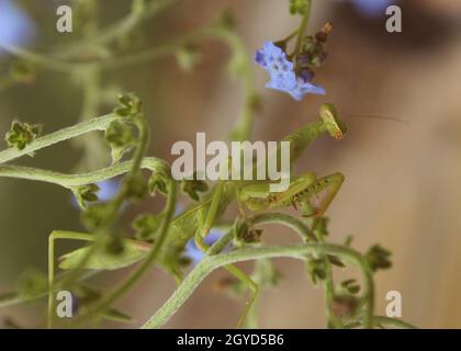 Prier Mantis sur Blue Forget Me pas des fleurs Banque D'Images