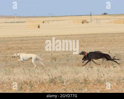 course de lévriers chien rapide animaux domestiques champ chasse au lièvre Banque D'Images