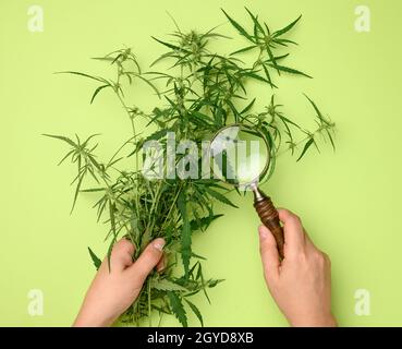les mains des femmes tiennent un buisson de chanvre et une loupe en bois. Concept de recherche de traitements alternatifs, traitement médical du cannabis Banque D'Images