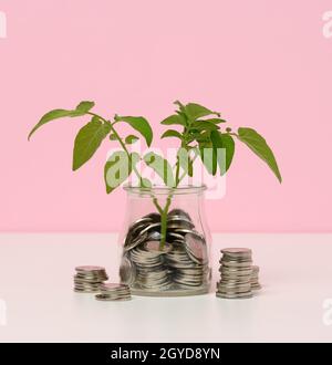 pièces de monnaie blanches dans un pot en verre et sur la table, germe avec des feuilles vertes sur une table blanche. Concept de croissance du revenu, pourcentage élevé d'investissement Banque D'Images