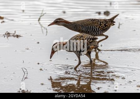 Nature faune image Buff Banded Rail oiseau sur paddy classé. Banque D'Images