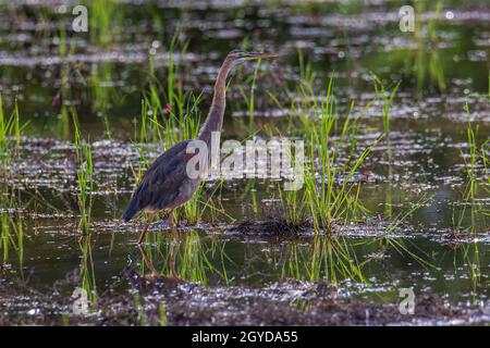 Image de la faune et de la flore du Héron violet.Ardea purpurea sur le rizières Banque D'Images