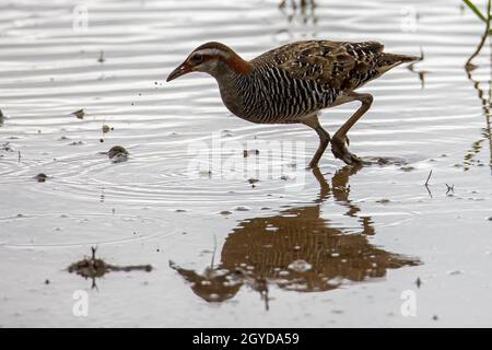 Nature faune image Buff Banded Rail oiseau sur paddy classé. Banque D'Images