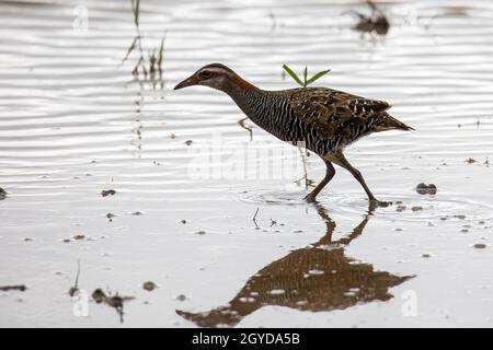 Nature faune image Buff Banded Rail oiseau sur paddy classé. Banque D'Images