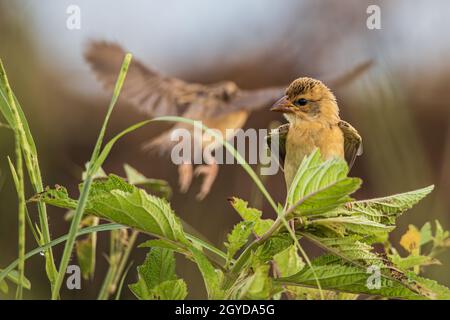 Image de la nature sauvage d'un oiseau de Baya weaver debout sur l'herbe au rizières Banque D'Images