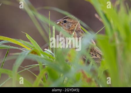 Image de la nature sauvage d'un oiseau de Baya weaver debout sur l'herbe au rizières Banque D'Images