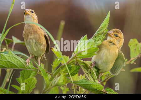 Image de la nature sauvage d'un oiseau de Baya weaver debout sur l'herbe au rizières Banque D'Images