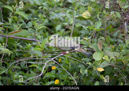 Nature faune oiseau Vert à col rose Pigeon perché sur la branche Banque D'Images