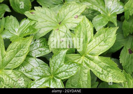 Crâne noué, variété Geranium nodosum Whiteleaf, feuilles brillantes à cinq lobes de près. Banque D'Images