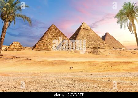 Célèbres grandes pyramides d'Égypte derrière les palmiers, Gizeh, quartier du Caire. Banque D'Images