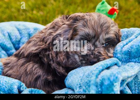 Adorable chiot noir doré noir dormant dans une couverture bleue Banque D'Images