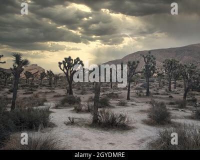 Joshua Tree National Park en Californie, États-Unis.Arbres et rochers sur le dessert par temps orageux Banque D'Images