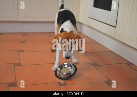 Joli chien Beagle regardant un bol pour chien vide. Chien et bol volant affamés. Banque D'Images