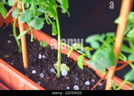 Une petite plante de tomates entourée de grêle après une tempête de grêle.Photo nocturne des plants de tomates dans une boîte à fenêtre entourée de grêle après un orage. Banque D'Images