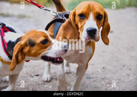 Un adorable petit beagle de chiot jouant avec sa mère à l'extérieur lors d'une journée ensoleillée d'été. Banque D'Images