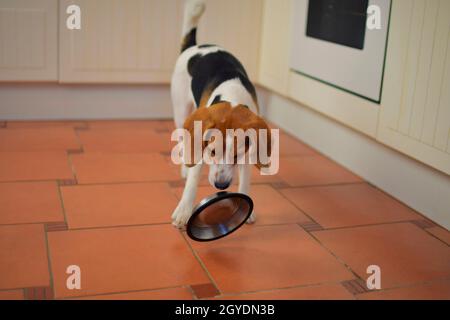 Joli chien Beagle regardant un bol pour chien vide.Chien et bol volant affamés.Beagle à la recherche de sa nourriture. Banque D'Images