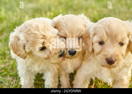 Gros plan de la litière de trois chiots Goldendoodle sur l'herbe Banque D'Images