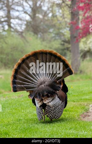 Turquie sauvage de l'est (Meleagris gallopavo silvestris), Spring, E USA, par Dominique Braud/Dembinsky photo Assoc Banque D'Images