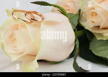 Deux anneaux de mariage se situent sur une rose, isolé sur fond blanc Banque D'Images