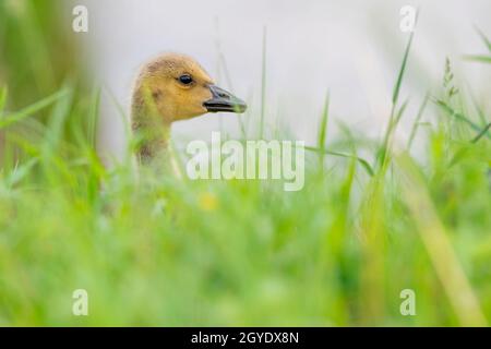 Gossil d'oie du Canada (Branta canadensis), nouveau-né, printemps, Amérique du Nord, par Dominique Braud/Dembinsky photo Assoc Banque D'Images