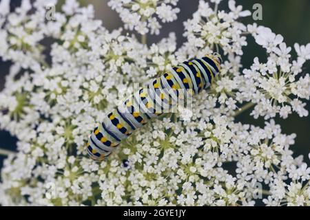 la chenille blanche, noire et jaune se mélange à la surface de petites fleurs blanches Banque D'Images