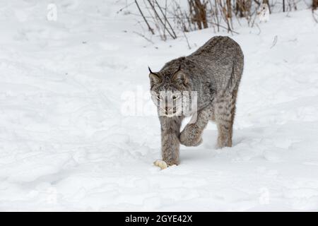 Le Lynx canadien (Lynx canadensis) avance par la neige hiver - animal captif Banque D'Images