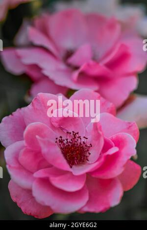 Photo de mise au point peu profonde d'une rose stupéfiante, rose éclatant en plein air Banque D'Images