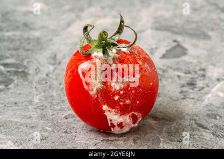 Tomate pourrie. Moule sur les légumes. Produit pourri. Nourriture gâtée. Tomate avec moule sur fond de pierre. Champignon de moisissure. Banque D'Images