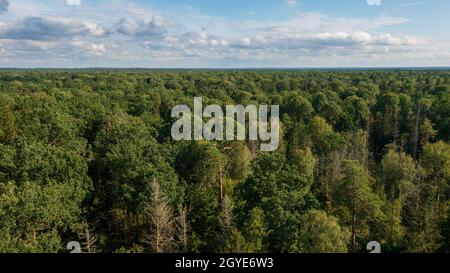 Partie polonaise de la forêt de Bialowieza à l'est de Hajnowka vue aérienne, Podlaskie Voivodeship, Pologne, Europe Banque D'Images