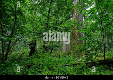 En été forêt à feuilles caduques avec vieux chêne monumental en arrière-plan, forêt de Bialowieza, Pologne, Europe Banque D'Images