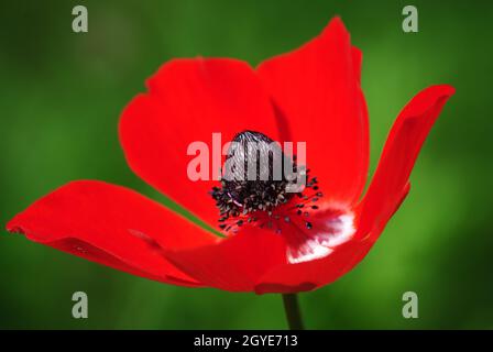 Anemone coronaria , de belles fleurs sauvages de printemps rouges fleurissent au printemps Banque D'Images