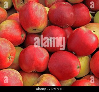 Pomme 'Worcester Pearmain', pommes, manger des pommes, manger sainement, Malus domestica,fruits Banque D'Images