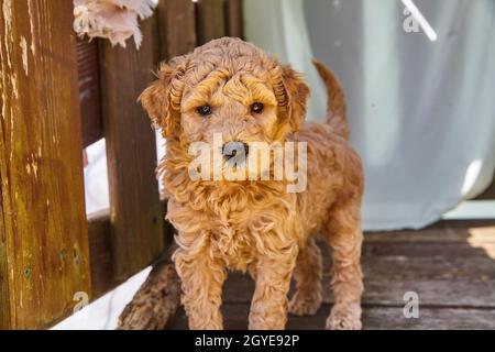 Un chiot Goldendoodle brun moelleux à l'ombre des meubles de terrasse Banque D'Images