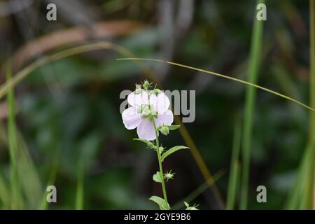 L'arrière d'une fleur rose dans le marais du parc national des Everglades Banque D'Images