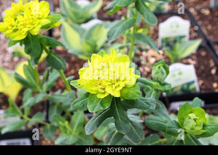 Coussin jaune Éclair poussant dans un jardin extérieur. Banque D'Images