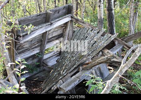 Un vieux stuc en bois se décompose dans la forêt. Banque D'Images