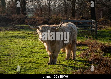 Un Highland Cow dans la campagne du Kent, Royaume-Uni Banque D'Images