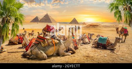 Les chameaux se trouvent près des ruines des pyramides d'Égypte Banque D'Images
