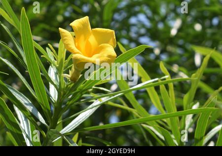 Fleur d'Oleander jaune photo prise au port de pêche de Shankarpur, East Medinipur, West Bengal, Inde Banque D'Images