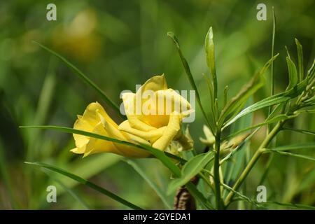 Fleur d'Oleander jaune photo prise à Howrah, Bengale-Occidental, Inde Banque D'Images