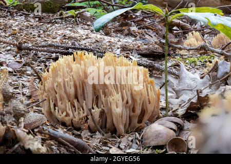 Gros plan d'un champignon de corail de saumon, le Ramaria formosa, entre les aiguilles de pin et la mousse Banque D'Images