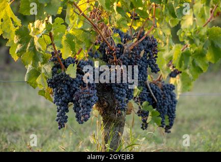 Les raisins de Merlot mûr éclairé par la fin chaude du Soleil en montagne vignoble près de Saint Emilion, Gironde, Aquitaine. France Banque D'Images