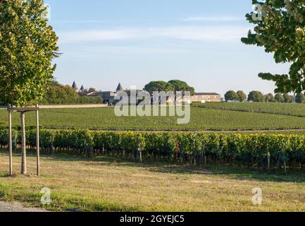 Merlot rouge mûrs raisins sur rangées de vignes dans un vienyard avant les vendanges dans la région de Saint Emilion. France Banque D'Images