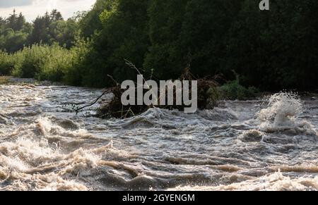 Le soleil brille sur l'eau sale d'inondation qui coule rapidement dans la rivière, prenant quelques petits arbres avec des racines. Banque D'Images