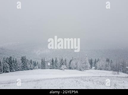 Magnifique scène d'hiver avec chute de neige. Station de ski de Bukovel dans les Carpates ukrainiens. Forêt enneigée sur les collines de montagne. Vue sur les bois blancs et brumeux, Banque D'Images