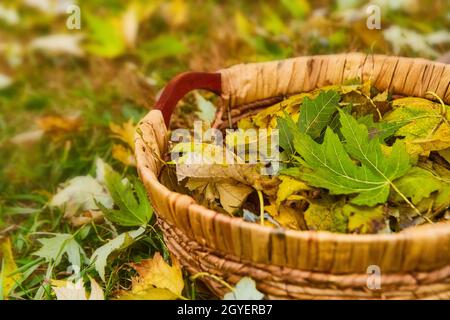 Panier tissé rempli de feuilles jaunes et vertes dans le champ Banque D'Images
