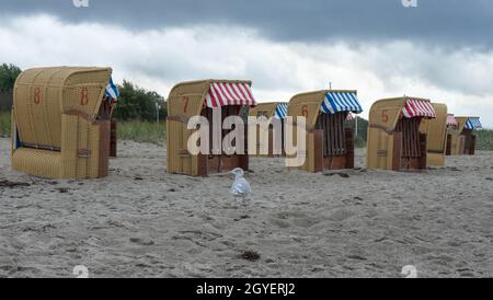 Mer gull à la plage dans le village allemand appelé Timmendorf, mer baltique Banque D'Images