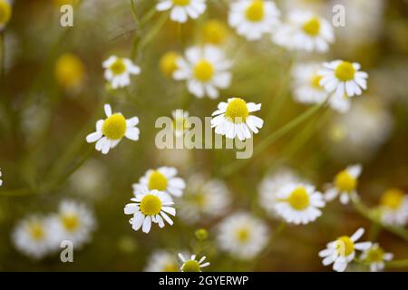 fleurs de chamomilla fleuries dans le pré faible profondeur de champ foyer mayweed gros plan Banque D'Images