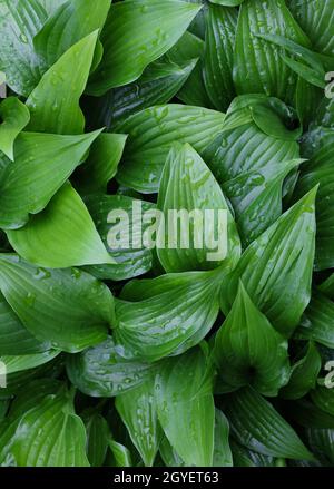 Gros plan de feuilles de plantes Hosta vertes fraîches avec gouttes d'eau après la pluie, vue en hauteur, directement au-dessus Banque D'Images